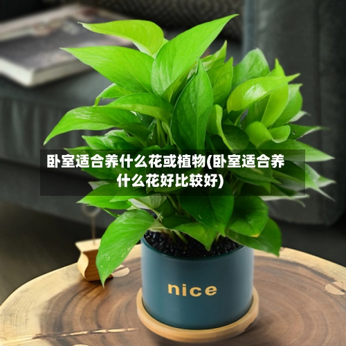 卧室适合养什么花或植物(卧室适合养什么花好比较好)-第3张图片