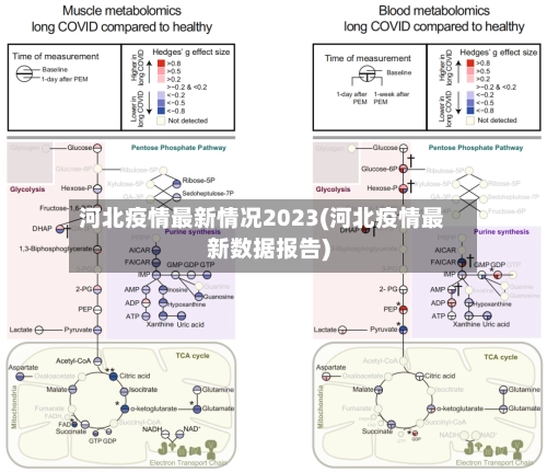 河北疫情最新情况2023(河北疫情最新数据报告)
