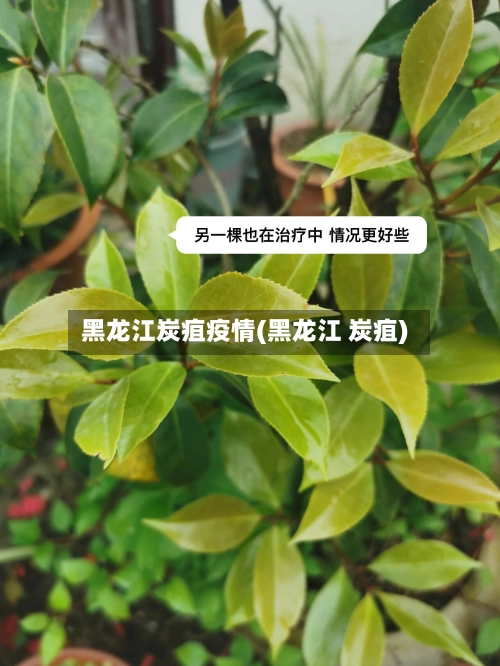 黑龙江炭疽疫情(黑龙江 炭疽)