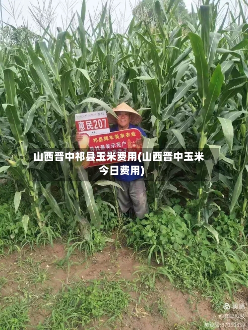 山西晋中祁县玉米费用(山西晋中玉米今日费用)-第2张图片